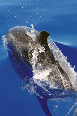 whale-dolphin-watching-booking-form