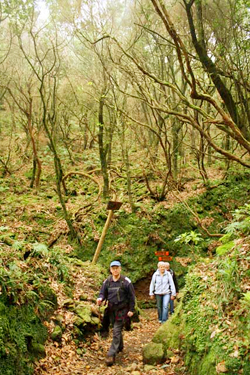 madeira walks booking form